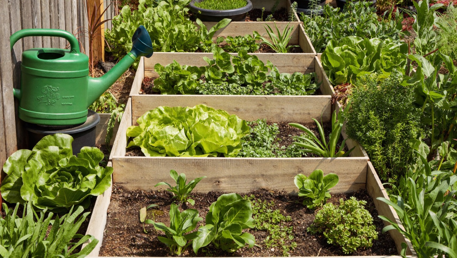 Never Grown Vegetables Before? Start With This Free Garden Planner