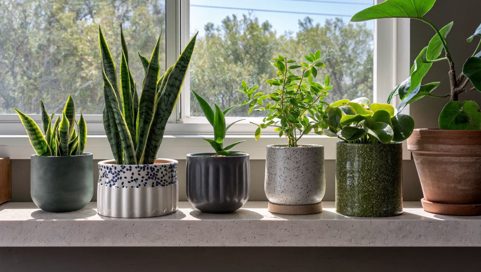 8 Houseplants That Are Almost Impossible to Kill